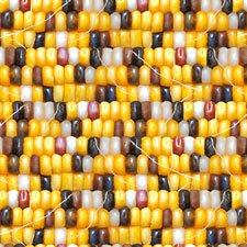 Elizabeth studios indian corn fabric